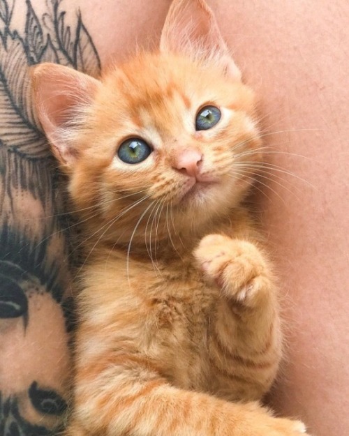 protect-and-love-animals:This cat is so cute