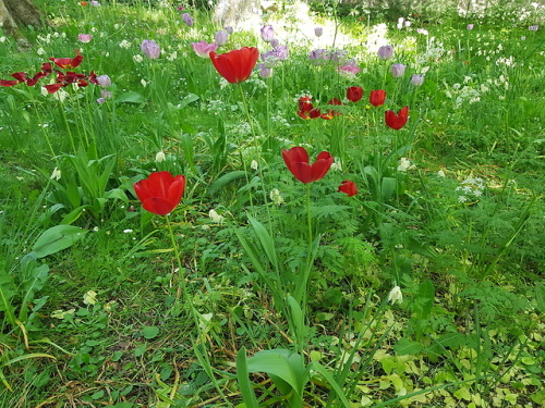 vargtimmar:Botanic garden - Gotland (a small island in Sweden)