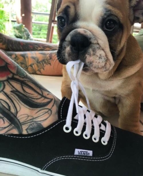 puppiesnporn78:This face 