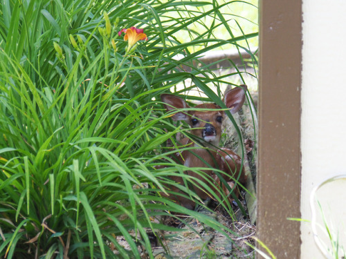 original photographers photographers on tumblr fawn backyard nature
