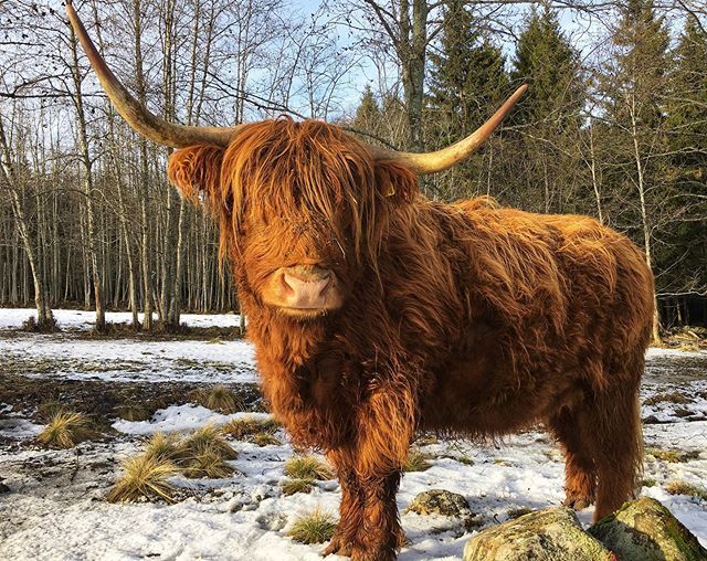 Highland Cattle Of Saarela — https://www.instagram.com/p/BOXbwqqlmeL ...