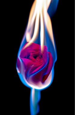 fire and flowers