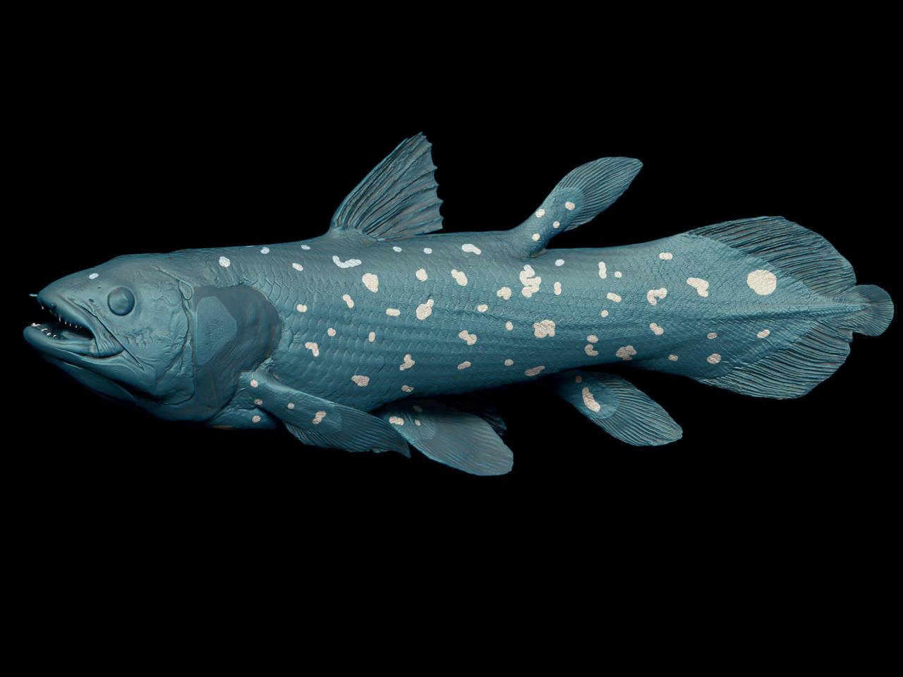 Ely += Tech — scientificillustration: 3d scan of a coelacanth...