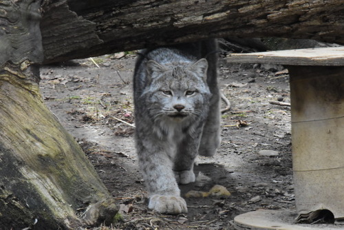 Canadian lynx have large feet to act as snow shoes.