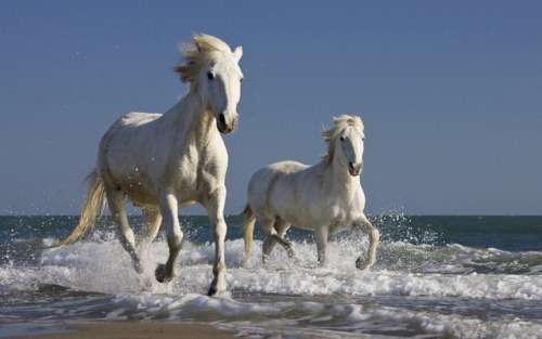 widewaterwoman:The small, wild horses of Camargue run feral...