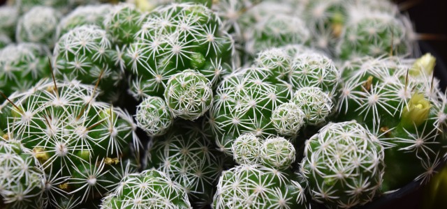 cactus singing polish song