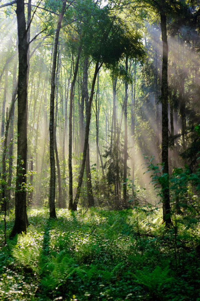  Russian forest by Aleksey Gnilenkov - Meenas Tirith