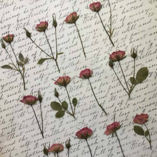 dirtshrines:Pressed Flowers