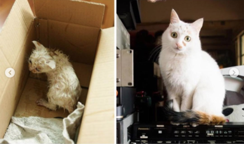 justcatposts:Cats before and after adoption