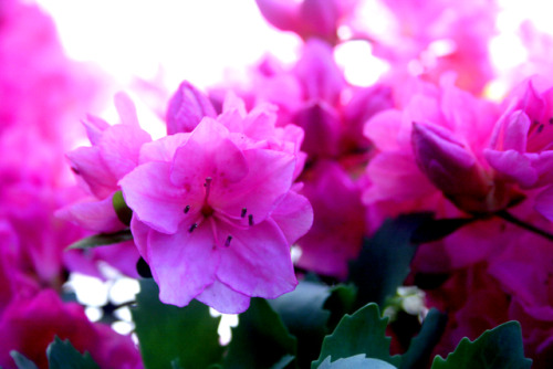 twilightsolo-photography:Azalea...