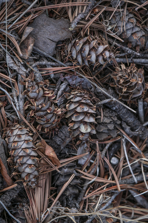 riverwindphotography:Fallen cones of Douglas Fir: Shoshone...