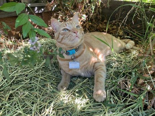 Just thought he looked cute here Source: jtte27 on catpictures.
