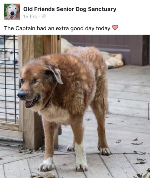 memm-uh:the-doggo-bloggo:IN MEMORIUMCaptain RonRIP- March...