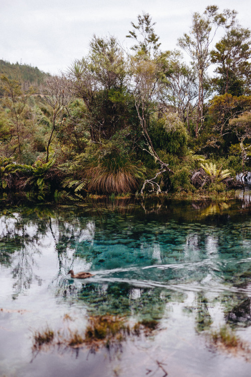 piavalesca:scenic duckste waikoropupū springs, south island...