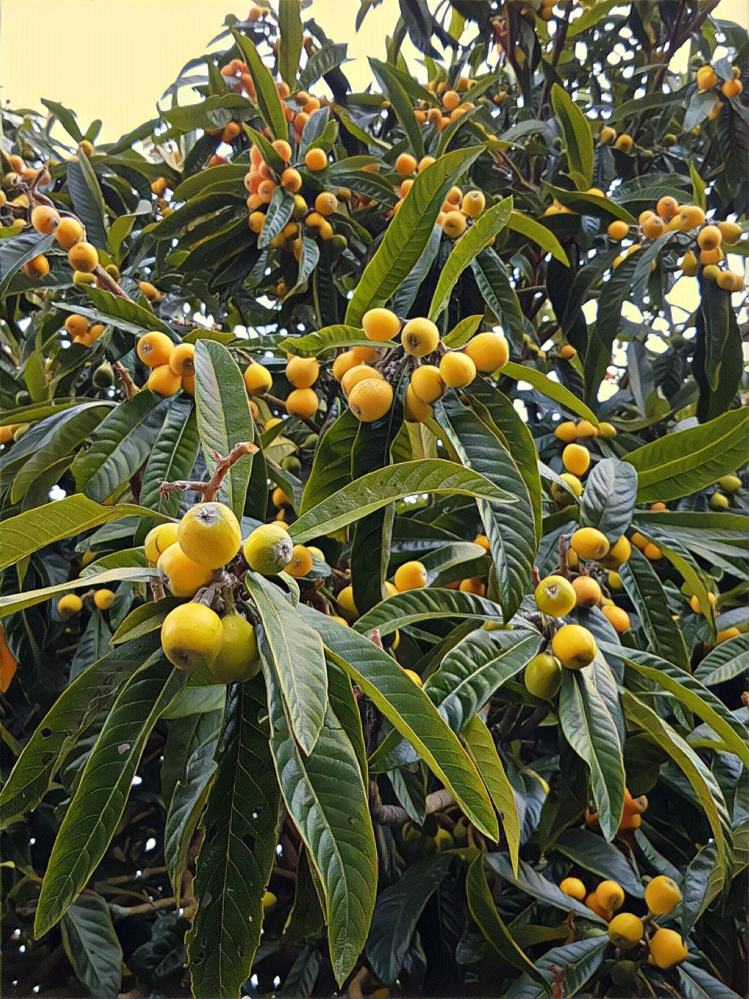 Untitled — Loquats