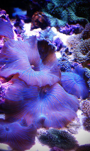 sixpenceee:The above are Mushroom Anemones. They are similar to...