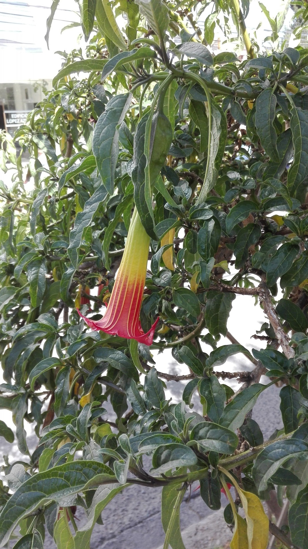 Beauty Of Bolivia Kantuta Bolivia S National Flower Beauty Of Bolivia Kantuta Bolivia S National Flower