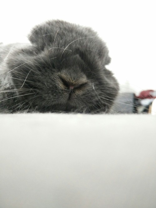 V sleepy bun. Do not disturb.