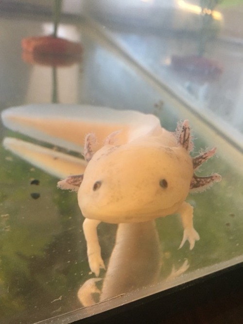 Mexican Salamander On Tumblr