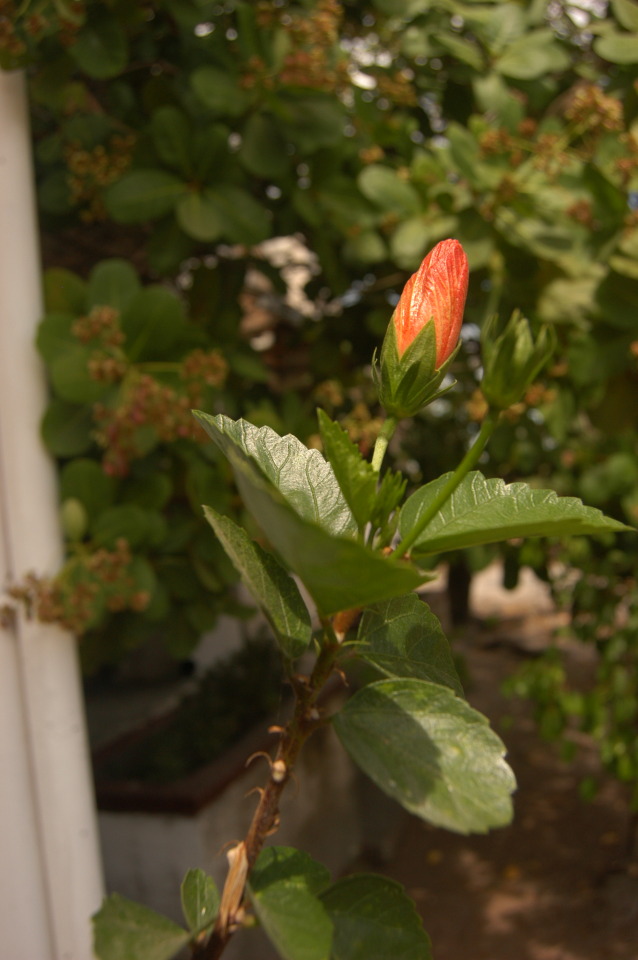 The Gadget Project : GUMAMELA Scientific Name: Hibiscus rosa-sinensis...