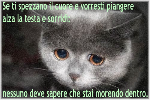 grande grasso micio Tumblr