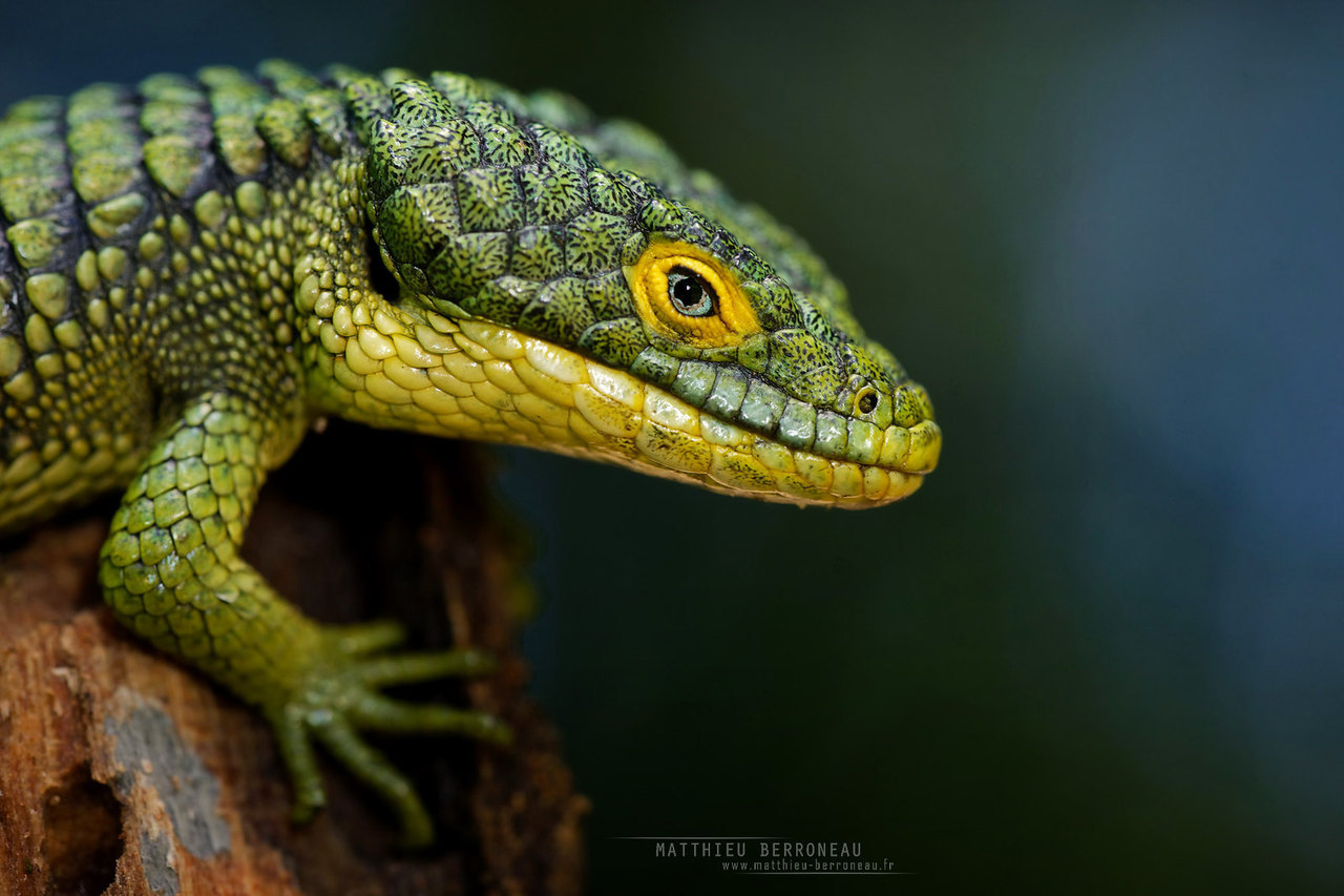 Mexican Alligator Lizard