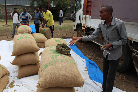 Specialty coffee producer sampling a delivery at the ECX Delivery Station in Awassa Ethiopia