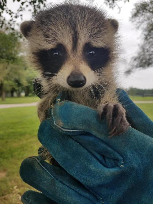 Saved this tras panda at work the other day via /r/aww...