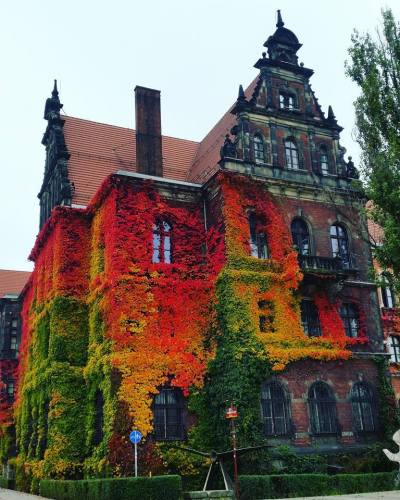 Vibrant ivy on Natural Museum of Art in Wroclaw, Poland.