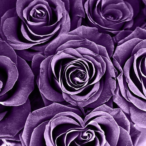 purple rose on Tumblr