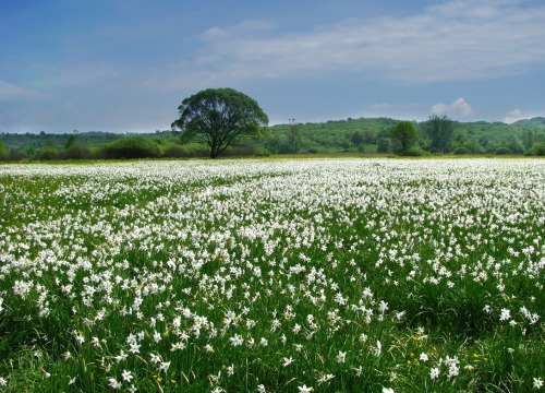 aph-ukraina:Narcissus ValleyCarpathian Biosphere Reserve |...