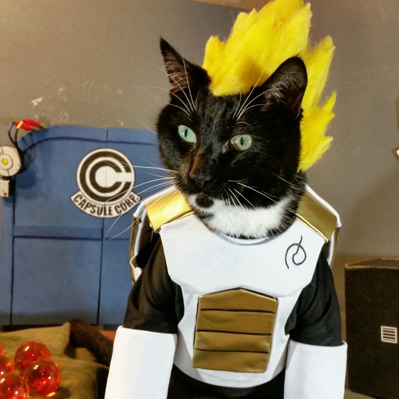 Cat Cosplay of the Feline variety. — “There’s one thing a Saiyan always ...