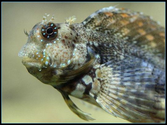 blenny tumblr