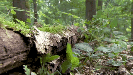 tumblr_n1d4eb3mnh1r779fko1_500.gifv