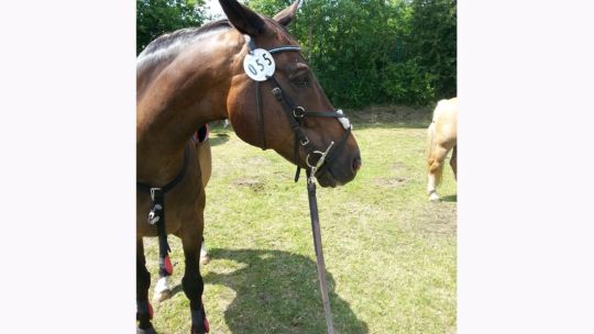 CAV Rassen die Leser reiten Leserfotos Christyn Stepper