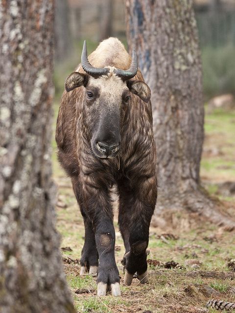 Let's Go Wild — The Bhutan Takin In Bhutan, Takin are found in...