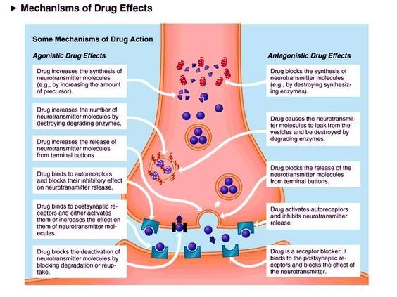 psych-support-biopsychology-synaptic-transmission