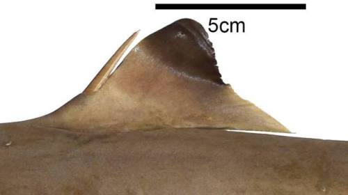 todropscience:Meet the gulf dogfish (Squalus clarkae), a new...