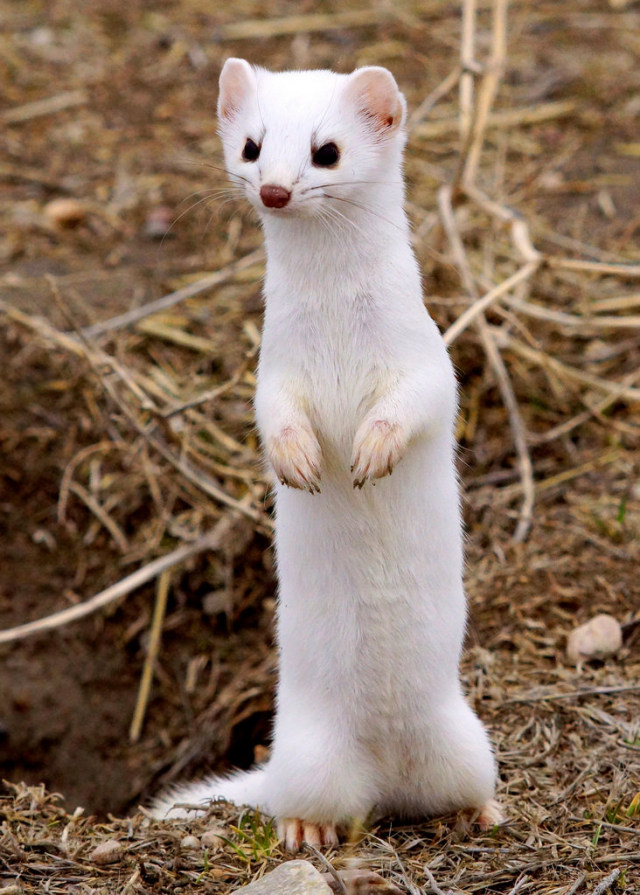 adorable-and-geeky-in-celebration-of-getting-the-weasel-as-a-patronus