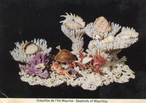 tomorrowcomesomedayblog:Seashells of Mauritius