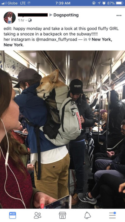 corgi on subway