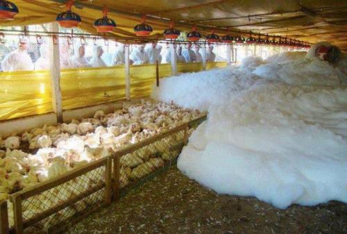 theveganmothership:The foam suffocates 15,000 chickens in 15...