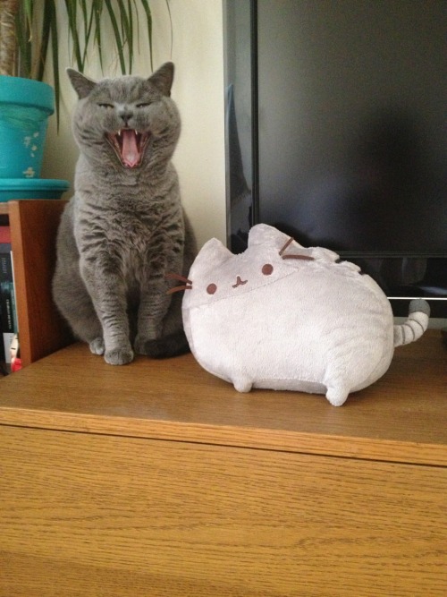 vneilv:When Baby met Pusheen.