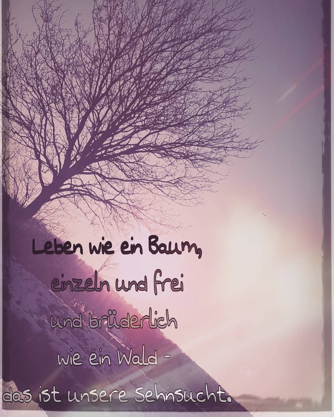 Erst Wenn Der Letzte Baum Poster