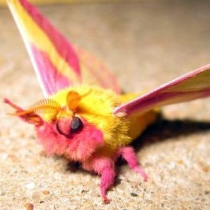 Rosy Maple Moth On Tumblr