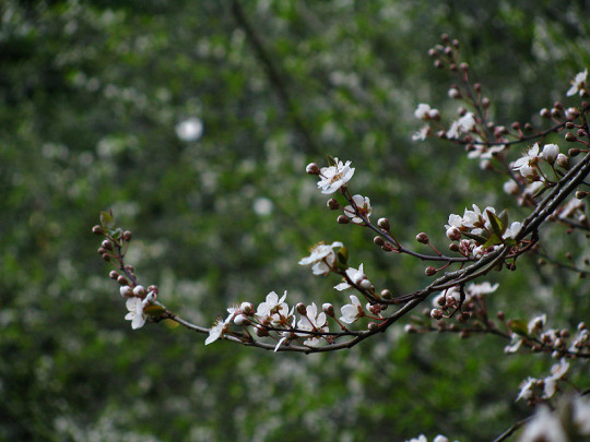 Cherry Plum Flowering