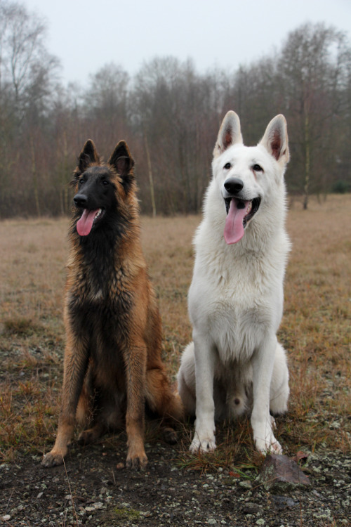 White Gsd Tumblr