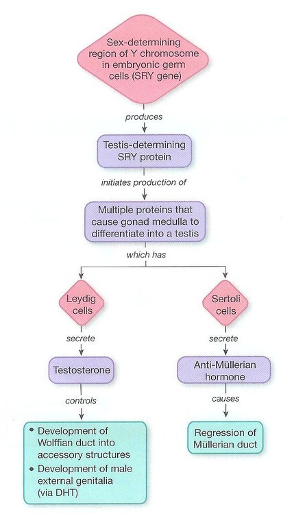 5 A Reductase Deficiency Vs Androgen Insensitivity Syndrome For My