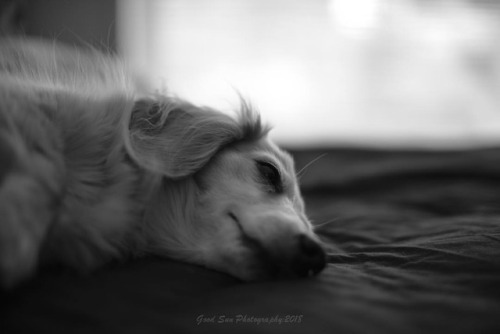 #fujifilm #fujifilm_xseries #speedmaster35mmf095ii #中一光学 #犬...