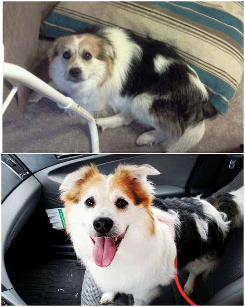 cute-pet-animals-aww